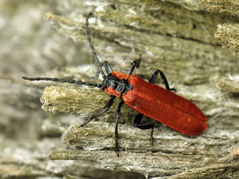 Lygistopterus sanguineus (Linnaeus, 1758)